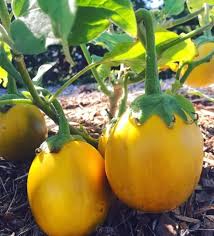 Yellow Aubergine Vegetable Seeds for Planting – Heirloom & Non-GMO Garden Seeds