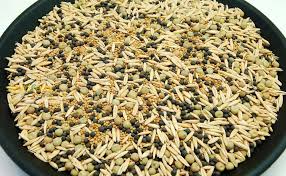 Cream Forage Crop Seeds for Planting – Heirloom & Non-GMO Garden Seeds