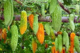 Orange Bitter Melon Vegetable Seeds for Planting – Heirloom & Non-GMO Garden Seeds