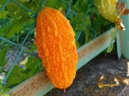 Orange Bitter Melon Vegetable Seeds for Planting – Heirloom & Non-GMO Garden Seeds