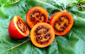 Red Tamarillo Vegetable Seeds for Planting – Heirloom & Non-GMO Garden Seeds