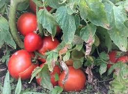 Red Tamarillo Vegetable Seeds for Planting – Heirloom & Non-GMO Garden Seeds