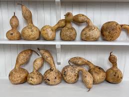 Brown Bottle Gourd Vegetable Seeds for Planting – Heirloom & Non-GMO Garden Seeds