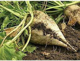 Cream Sugar Beet Vegetable Seeds for Planting – Heirloom & Non-GMO Garden Seeds