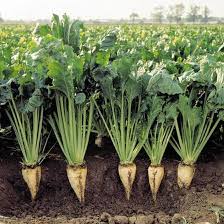 Cream Sugar Beet Vegetable Seeds for Planting – Heirloom & Non-GMO Garden Seeds