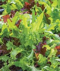 Mesclun Lettuce Seeds for Planting – Heirloom, Non-GMO, Crisp Organic Garden Seeds – High Germination, Salad Greens Blend