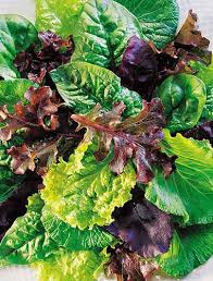 Mix Mesclun Vegetable Seeds for Planting – Heirloom & Non-GMO Garden Seeds