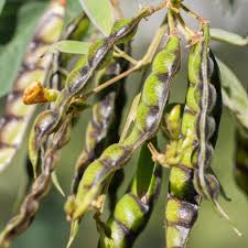 Pigeon Vegetable Seeds for Planting – Heirloom & Non-GMO Garden Seeds