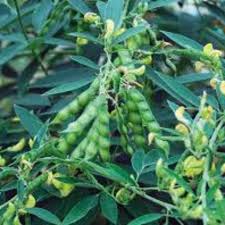 Pigeon Vegetable Seeds for Planting – Heirloom & Non-GMO Garden Seeds