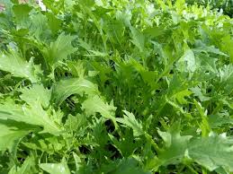 Green Mizuna Vegetable Seeds for Planting – Heirloom & Non-GMO Garden Seeds