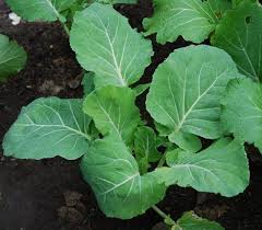 Couve Kale Tree Vegetable Seeds for Planting – Heirloom & Non-GMO Garden Seeds