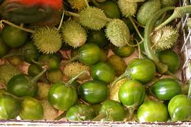 Brasilien Vegetable Seeds for Planting – Heirloom & Non-GMO Garden Seeds