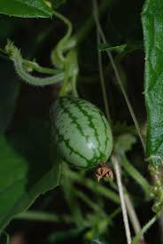 Brasilien Vegetable Seeds for Planting – Heirloom & Non-GMO Garden Seeds