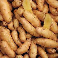 Banana Fingerling Potato Vegetable Seeds for Planting – Heirloom Non-GMO Creamy Tubers –  High Germination Organic Garden Seeds