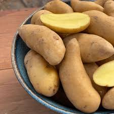 Banana Fingerling Potato Vegetable Seeds for Planting – Heirloom Non-GMO Creamy Tubers –  High Germination Organic Garden Seeds