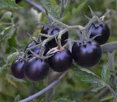 Tomato Vegetable Seeds for Planting – Heirloom Non-GMO Dark Blue Tomatoes – High Germination Organic Garden Seeds