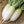 Alpine Radish Vegetable Seeds for Planting – Heirloom Non-GMO Cool Climate Fast Growers – High Germination Organic Garden Seeds