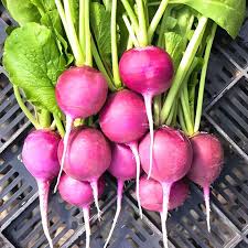 Radish Vegetable Seeds for Planting – Heirloom Non-GMO Purple & White Mix – Crisp, Fast-Growing Organic Garden Seeds