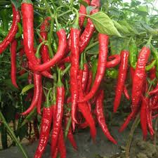 Chili Brazilian Vegetable Seeds for Planting – Heirloom Non-GMO Red Hot Peppers – High Germination Organic Garden Seeds