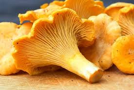 Mushroom Vegetable Seeds for Planting – Heirloom Non-GMO Orange & Yellow Gourmet Blend – High Germination Organic Garden Seeds