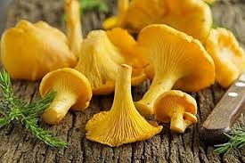 Mushroom Vegetable Seeds for Planting – Heirloom Non-GMO Orange & Yellow Gourmet Blend – High Germination Organic Garden Seeds