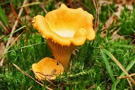 Mushroom Vegetable Seeds for Planting – Heirloom Non-GMO Orange & Yellow Gourmet Blend – High Germination Organic Garden Seeds