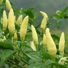 Chili Brazilian Vegetable Seeds for Planting – Heirloom Non-GMO Rare White Pepper – High Germination Organic Garden Seeds