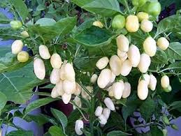 Chili Brazilian Vegetable Seeds for Planting – Heirloom Non-GMO Rare White Pepper – High Germination Organic Garden Seeds