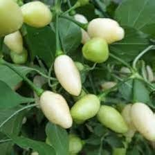 Chili Brazilian Vegetable Seeds for Planting – Heirloom Non-GMO Rare White Pepper – High Germination Organic Garden Seeds