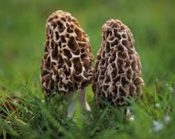 Morchel Vegetable Seeds for Planting – Heirloom, Non-GMO, High Germination Organic Garden Seeds