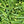 Baby Bubba Hybrid Okra Seeds for Planting – Non-GMO, High Germination, Compact Organic Garden Seeds
