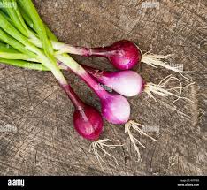 Red Cepa Onion Seeds for Planting – Heirloom, Non-GMO, High Germination Organic Garden Seeds
