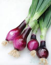 Red Cepa Onion Seeds for Planting – Heirloom, Non-GMO, High Germination Organic Garden Seeds