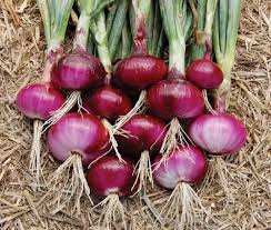 Red Cepa Onion Seeds for Planting – Heirloom, Non-GMO, High Germination Organic Garden Seeds