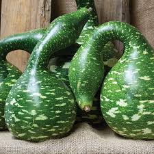 Swan Gourd Seeds for Planting – Heirloom, Non-GMO, High Germination Organic Ornamental Garden Seeds