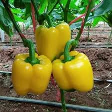 Light Yellow Pepper Seeds for Planting – Heirloom, Non-GMO, High Germination Organic Sweet Pepper Seeds