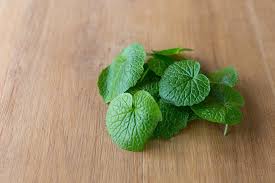 Green Wasabi Seeds for Planting – Heirloom, Non-GMO, High Germination Organic Condiment Root Seeds