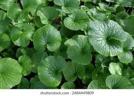 Green Wasabi Seeds for Planting – Heirloom, Non-GMO, High Germination Organic Condiment Root Seeds