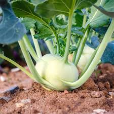 White Kohlrabi Seeds for Planting – Heirloom, Non-GMO, High Germination Organic Garden Vegetable Seeds