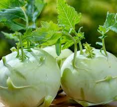 White Kohlrabi Seeds for Planting – Heirloom, Non-GMO, High Germination Organic Garden Vegetable Seeds