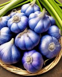 Blue Garlic Seeds for Planting – Heirloom, Non-GMO, High Germination Organic Garden Seeds
