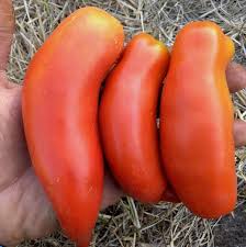 Red Banana Tomato Seeds for Planting – Heirloom & Non-GMO Organic Garden Seeds, Elongated Slicing Tomatoes