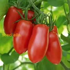 Mixed Linguisa Tomato Seeds for Planting – Heirloom, Non-GMO, High Germination Organic Garden Seeds