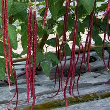 Red Unguiculata Seeds for Planting – Heirloom, Non-GMO, High Germination Organic Garden Seeds