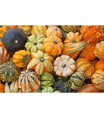 Gourd Seeds for Planting – Heirloom, Non-GMO, High Germination