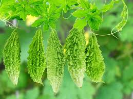 Green Bitter Gourd Seeds for Planting – Heirloom, Non-GMO, High Germination