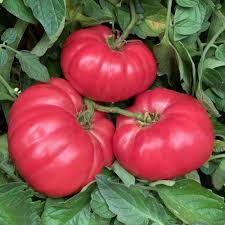 Giant Dark Brown Tomato Seeds for Planting - Heirloom, Non-GMO, Organic Vegetable Seeds with Bold Flavor & Large Fruits