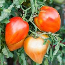 Oxheart Tomato Seeds for Planting – Heirloom, Non-GMO, High Germination