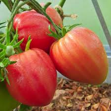 Oxheart Tomato Seeds for Planting – Heirloom, Non-GMO, High Germination