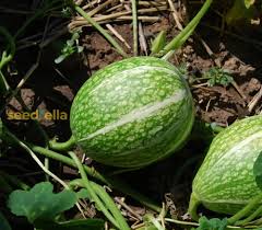 Green Malabar Gourd Seeds for Planting – Heirloom, Non-GMO, High Germination